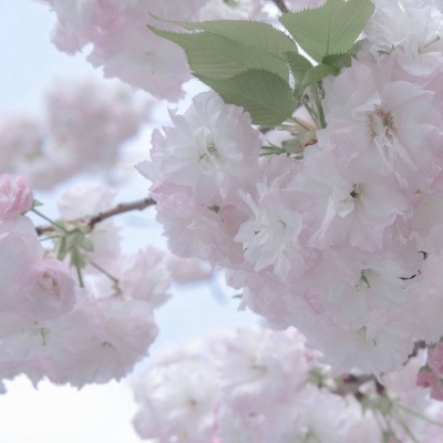 Furry数字绘画教程兽圈群